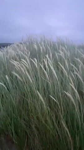 This video shows a field of tall, green grass with white feathery plumes swaying in the wind. The sky is overcast and a muted gray. The background shows a faint outline of hills or mountains. The video is shot from a low angle, focusing on the grass. There are no people or animals visible in the video. The overall mood is serene and natural.
