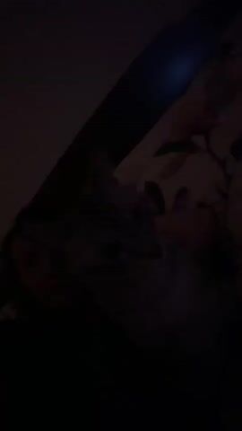 A person's face is visible in the lower left of the frame, partially obscured by darkness. To the right of the person, a cat is being held, its body and head are visible. The cat appears to be gray and white striped and is looking upwards. The background is dark, but a floral patterned blanket or fabric is visible in the upper right corner. The lighting is dim, suggesting the video was taken at night or in a dark room.