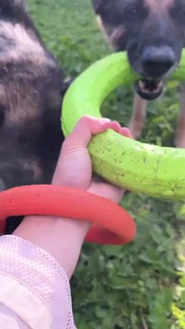 Two dogs are playing with two tug toys in a grassy outdoor area. A person's hand is holding the toys, which are red and green rings. One dog, a German Shepherd mix, is holding the green ring in its mouth and is standing on its hind legs. Another dog, with black and gray fur, is holding the red ring in its mouth and is standing on all fours. The sun is shining, and there are trees and bushes in the background.
