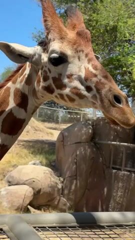 A close-up shot captures the head and upper neck of a giraffe in an outdoor enclosure, likely a zoo or wildlife park, under a bright, sunny sky. The giraffe's distinctive light brown and dark brown spotted coat is clearly visible. Its large, dark eyes are focused slightly to the right of the camera. Small ossicones (horn-like structures) are visible on top of its head, covered in short brown fur. At one point, the giraffe opens its mouth slightly, revealing its tongue.

In the background, behind the giraffe's neck, there are large, light-colored rocks, some appearing stacked, and a metal fence or railing. Beyond these structures, green foliage from trees or bushes is visible, suggesting a natural or semi-natural habitat. The sky above is a clear, bright blue. The angle of the shot suggests the viewer is looking up at the giraffe, possibly from a lower viewing platform. No people are visible in the frame, and no text is discernible.