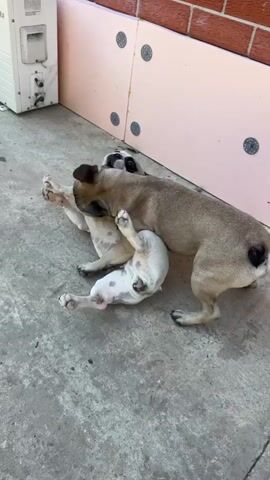 The video shows two French bulldogs playing on a concrete surface. One dog, a fawn and white brindle, is on top of a white and black speckled dog. The fawn dog appears to be pinning the white dog, which is lying on its back. The dogs are in a playful manner, as evidenced by their body language and relaxed demeanor. The background includes a white air conditioning unit, a pink wall with decorative circles, and a brick wall. A person's legs and feet, wearing a blue and white shoe, are visible in the lower right corner of the frame. The scene is outdoors during daylight.