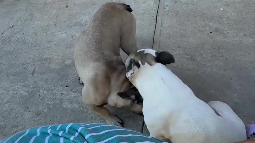 Two French Bulldogs are interacting on a concrete surface. One dog, mostly tan with a darker face, is lying on its back with its legs in the air. The other dog, white with black markings and a heart-shaped marking on its hindquarters, is standing over the first dog, appearing to nudge it with its head. The concrete surface is somewhat textured and appears to be outdoors, possibly a patio or walkway. A pale pinkish-orange wall or door is visible in the background. The lighting suggests it is daytime.