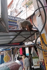 Monkey spotted watching street market from metal awning