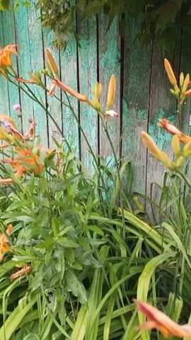 The video shows a close-up view of bright orange lilies in bloom, with lush green foliage surrounding them. The flowers are positioned in front of a weathered, teal-colored wooden fence that appears to be slightly peeling in places. The fence stretches across the background of the scene, and above it, glimpses of a building with a balcony and greenery can be seen. The overall impression is a vibrant garden setting, likely captured during the daytime given the lighting. The camera movement is subtle, mostly a gentle sway, suggesting either a handheld shot or a slight breeze affecting the plants.