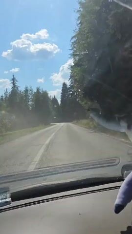 The video shows a view from inside a vehicle traveling on a paved road through a forest. The sun is shining brightly, and there are clouds in the sky. Tall evergreen trees line both sides of the road. The road is curved and appears to be going uphill. The dashboard of the vehicle is visible in the foreground. The vehicle is moving at a moderate speed.