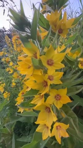 This is a close-up, low-angle video of yellow flowers in a field. The flowers are yellow with reddish-brown centers and have five petals. They are growing on green stems with long, thin leaves. The background is blurred, but appears to be a field of grass and other plants, with a faint blue sky visible at the top. The video is handheld and appears to be filmed in natural light. The camera movement is gentle, with the focus shifting between different flowers and sections of the plants. There are no people or animals visible in the video.