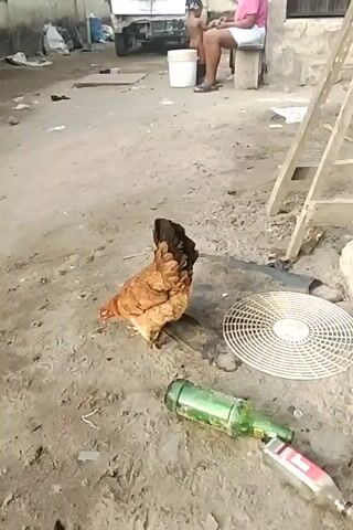 The video shows a dirt yard with a hen and chicks foraging on the ground. Two bottles are on the ground along with a circular grate and some other debris. In the background, a person is sitting on a bench holding a baby. There is a white van parked behind them. There is a wooden ladder leaning against a wall on the right.
