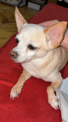 Chihuahua getting pets and belly rubs on red bed
