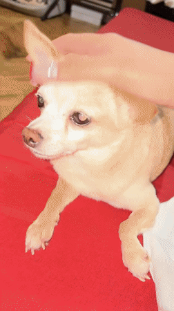 Chihuahua getting pets and belly rubs on red bed