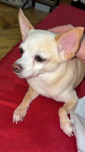 Chihuahua getting pets and belly rubs on red bed