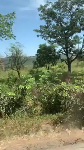 The video shows a landscape view from a moving vehicle, likely a car or train. The foreground consists of grassy and scrubby vegetation, with occasional trees. In the background, there is a hilly terrain under a clear blue sky with a few scattered clouds. The camera appears to be handheld, causing slight movement and vibration in the recording.