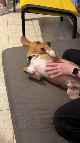 A medium shot shows a light brown and white puppy lying on its back on a gray couch, being pet on its belly by a person. The person is wearing black pants and a silver smartwatch on their left wrist. A yellow stool sits next to the couch on a patterned tile floor. A pair of legs wearing white sneakers can be seen in the background. The puppy squirms and flips over slightly as it is being pet. The person continues to pet the puppy on its belly.