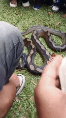 Kids get hands-on with snakes, iguanas, and frogs in Perbawati