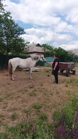 A man in a black t-shirt and black pants is feeding a white horse in a dry, grassy yard. The horse is standing to the left of the man, facing him. The man is holding out his hand to the horse. In the background, there is a fence, trees, a house with a grey roof, a utility pole with wires, and a two-wheeled cart. The sky is partly cloudy.