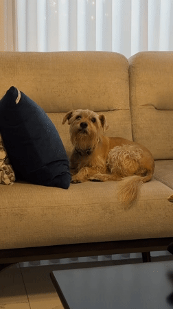 Scruffy terrier mix hangs out at home in Puebla suburb