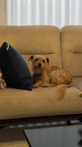 Scruffy terrier mix hangs out at home in Puebla suburb