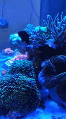 Marine aquarium with colorful corals documented in Perm, Russia