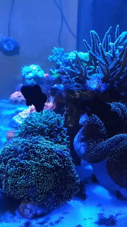 Marine aquarium with colorful corals documented in Perm, Russia