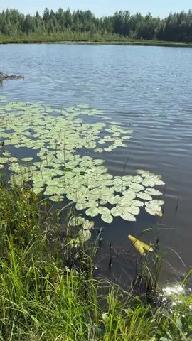 A wide shot of a tranquil lake on a sunny day. In the foreground, lush green grass and reeds line the water's edge. A cluster of lily pads floats on the surface, their broad, flat leaves creating a natural carpet. A bright yellow fish, possibly a koi, swims lazily beneath the lily pads, its scales glinting in the sunlight. The lake's surface is rippled, reflecting the clear blue sky and the distant treeline. The trees on the far bank are a dense green, suggesting a dense forest. The overall impression is one of peaceful serenity in a natural setting.