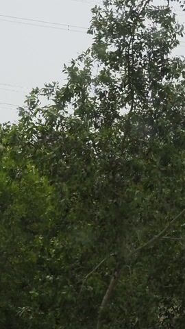 The video shows a landscape with a misty mountain range in the background. Foreground greenery includes trees and grassy areas. Power lines stretch across the upper portion of the frame. The camera appears to be moving, perhaps from a vehicle, as the foreground scenery shifts. The overall light is subdued, contributing to the hazy atmosphere.