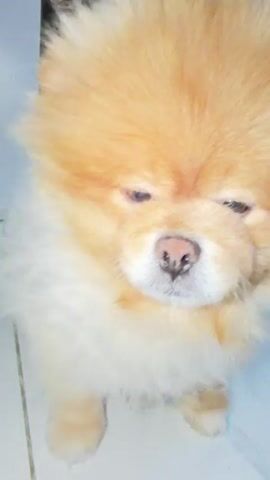 A fluffy pomeranian dog is shown from a high-angle, looking down. The dog has light brown fur on its head and back, and white fur around its neck and chest. Its eyes are dark and appear sleepy. The dog's nose is pink. The background is blurry, but appears to be an indoor setting with tiled flooring. The video is short, showing only a few seconds of the dog's appearance.