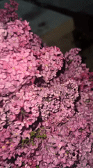 Lilac bouquet placed at Yerevan memorial sculpture complex