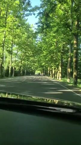 The video shows a view from inside a vehicle looking out at a road lined with tall trees on both sides. The trees form a canopy over the road, creating a tunnel of green foliage. Sunlight filters through the leaves, casting shadows on the asphalt. There are a few other vehicles visible in the distance on the road. The perspective suggests the vehicle is in motion, driving down the tree-lined road. The scene appears to be a rural or park-like setting during the daytime.