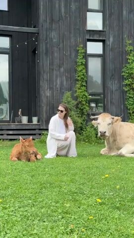 A woman in a white outfit sits on the grass in front of a modern black house, petting a large, light-colored cow lying on the ground. A reddish-brown calf is also lying on the grass nearby. The grass is green and has yellow dandelions. Green vines grow on the house. The woman is wearing sunglasses.