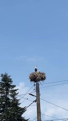 A large bird's nest is perched atop a utility pole, silhouetted against a clear blue sky. A large bird, likely a stork, stands tall in the center of the nest, its head held high. To its right, a smaller bird, possibly a chick, is nestled within the straw and twigs. The nest is intricate, woven with dried grass, twigs, and other natural materials. Wires from the utility pole crisscross the frame, leading away from the pole and disappearing into the background. To the left of the pole, the dark green needles of a tall evergreen tree reach towards the sky. The overall scene is serene, capturing a moment of nature's presence in an otherwise man-made landscape.