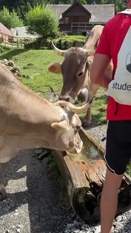 Two brown cows are drinking water from a wooden trough in a grassy area. The cow in the foreground is leaning over the trough, its head submerged in the water. The cow behind it is standing next to the trough, also appearing to drink. A person in a red shirt and black shorts is visible on the right side of the frame, partially obscured by the cows. In the background, there are several wooden buildings with red roofs, a stone wall, trees, and a steep, wooded mountainside under a clear blue sky. The scene appears to be a rural or mountain setting.