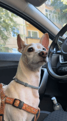 Chihuahua mix chills in a parked car near Pazardzhik's town center