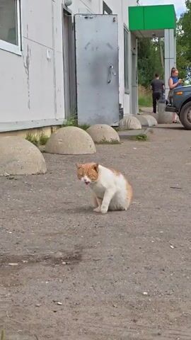 A ginger and white cat walks across a paved area in front of a building. The cat is facing the camera and appears to be walking towards it. In the background, there are several large, round concrete bollards. Behind the bollards is a building with a large metal door and a green overhang. Two people are visible in the background, standing near a car. One person is a man wearing dark clothing, and the other is a woman wearing a blue top. The ground is dirt and gravel.