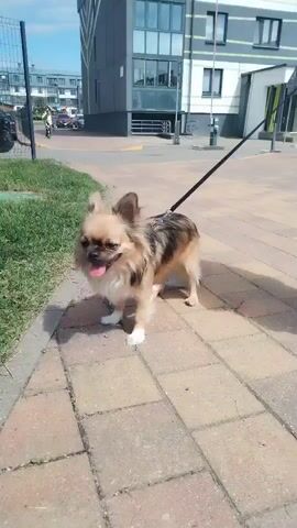 A small, long-haired Chihuahua on a leash stands on a brick sidewalk next to a patch of green grass. The dog is mostly tan and black with white paws and has its tongue slightly out. In the background, modern buildings with large windows are visible. A black car is parked to the left. Further in the background, a person on a bicycle and another on a scooter can be seen. The sky is blue and clear.