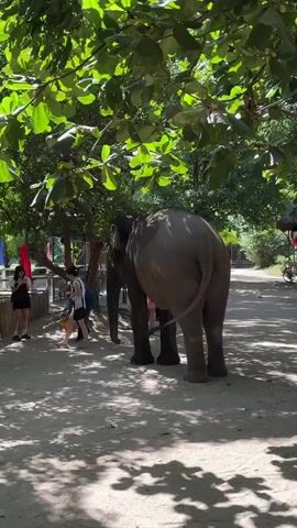A person in a blue shirt and a blue hat is bending down and holding a yellow bucket near the trunk of an elephant. A person in a white shirt is standing to the left of the person with the bucket. The elephant is facing away from the camera. The scene is outdoors, with trees and dappled sunlight on the ground.