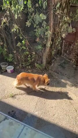 A small, golden-brown dog is walking on a concrete path in an outdoor area. The dog is facing away from the camera and is sniffing the ground. Sunlight is casting a shadow of the dog on the path. There is a chain-link fence in the background, covered with vines and foliage. To the right of the fence, there is a rusty metal structure. The ground is a mix of dirt and concrete.