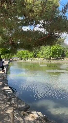 Seoul garden pond draws hanbok-clad visitors in early morning
