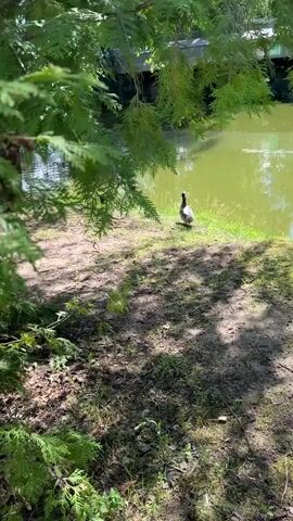 A person in a light blue t-shirt and dark pants walks along the edge of a body of water. Several ducks are on the grassy bank near the water's edge, and one duck is in the water. The person appears to be interacting with the ducks, and may be feeding them. The scene is outdoors, with trees and foliage surrounding the water. The lighting suggests it is daytime.