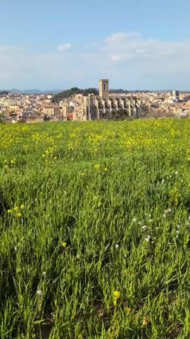 The camera captures a serene landscape featuring a vibrant green field dotted with yellow and white wildflowers, overlooking a city nestled against a backdrop of distant hills and a clear blue sky. Dominating the city's skyline is a large, historic-looking cathedral with a tall, square tower. The architecture suggests an old-world setting. The video gives the impression of a tranquil and picturesque location.