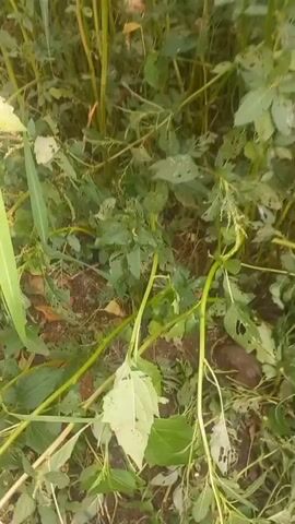 The video shows a close-up, shaky view of a person's hands using a tool, possibly a hoe, to chop at dense vegetation. The foliage is green and appears somewhat overgrown, with some leaves showing signs of damage or being eaten. The ground is visible underneath the plants, appearing to be soil. The overall environment suggests an outdoor, possibly agricultural or garden setting. The action is focused on clearing or harvesting the plants.