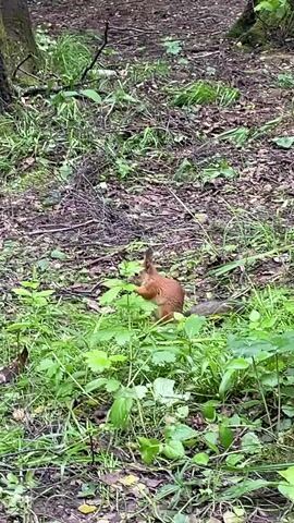 The video shows a reddish-brown squirrel standing upright on green plants in a forest environment. The squirrel is holding something small in its paws and appears to be eating it. The ground is covered in brown leaves and small branches. There are trees visible in the background. The camera remains mostly still during the recording.