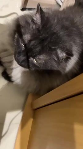 A long-haired cat with dark gray and light gray fur sits on the floor next to a wooden surface. The cat's eyes are yellow, and it is looking up and slightly to the right. The cat's ears are perked up. The background is blurred and appears to be indoors.