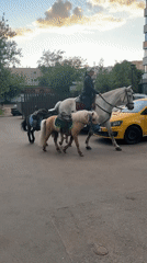 Woman rides horse through Moscow parking lot with ponies