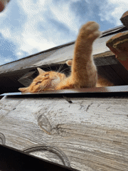 Pets spotted relaxing outdoors in Bulgarian town Tuesday afternoon