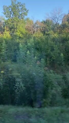 The video captures a view of lush green trees and foliage from a moving vehicle. The camera appears to be at a slightly elevated angle, looking towards a dense hillside covered in various types of trees and bushes. The sunlight filters through the leaves, creating dappled patterns. In the lower portion of the frame, a series of blurry, orange-yellow lights are visible, suggesting they are part of the vehicle's dashboard or an external display. The sky is a clear blue. The overall impression is a scenic, natural landscape viewed during travel.