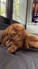 Orange cat grooming itself indoors in Buenos Aires