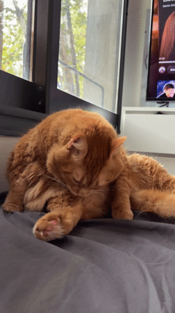 Orange cat grooming itself indoors in Buenos Aires