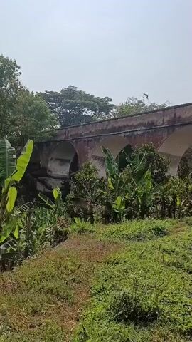 A slightly shaky, vertically oriented video shows an old, arched brick bridge. Lush green vegetation, including banana plants, surrounds the base of the bridge. The sky is clear and pale. The bridge appears to be made of weathered red brick, with moss and some discoloration visible on its surface. Several arches are clearly visible, creating shadowed openings beneath the bridge. The scene is illuminated by sunlight, casting soft shadows. The camera pans slightly from left to right, revealing more of the bridge's structure and the surrounding foliage.