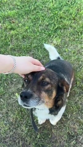 The video shows a dog in a grassy outdoor area. A person's hand is petting the dog on its head and neck. The dog appears to be looking up at the person. The person then offers the dog a small treat, which the dog takes. The video is shot from an overhead perspective.
