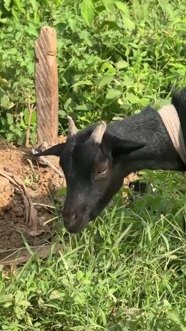 A black goat with small horns and a white collar is grazing in lush green grass. A rough wooden post is visible behind the goat, with a rope tied to it. The scene appears to be outdoors, with sunlight illuminating the area. The goat is focused on eating the grass.