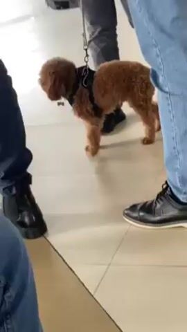 The video shows a small, brown poodle standing on a tiled floor, restrained by a black harness and leash. The dog is surrounded by three individuals, whose legs and feet are visible. One person is wearing blue jeans and black leather shoes, another is wearing grey pants and black sneakers, and the third, partly visible, is wearing blue jeans and black shoes. A suitcase sits nearby. The scene appears to be indoors.